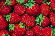 Fresh. fruits, freshstrawberry,  export by Hainong. co.,Ltd. http://www.hainong.com