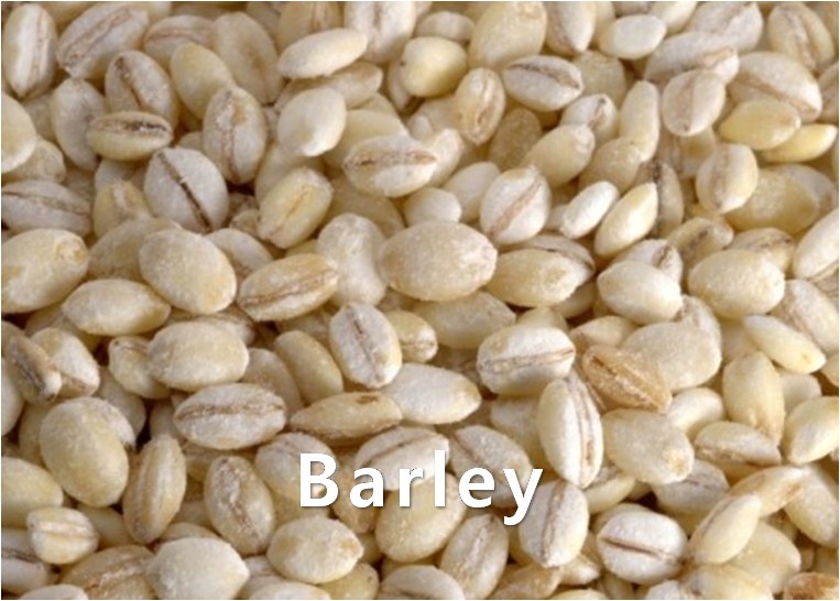 Grain,barley,import by Hainong. co.,Ltd. http://www.hainong.com