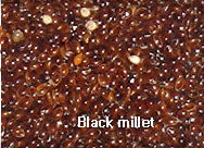 Grain,BlackMillet,import by Hainong. co.,Ltd. http://www.hainong.com