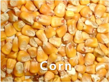 FROZEN,Corn,import by Hainong. co.,Ltd. http://www.hainong.com
