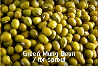 BEAN,GreenmungBean,import by Hainong. co.,Ltd. http://www.hainong.com