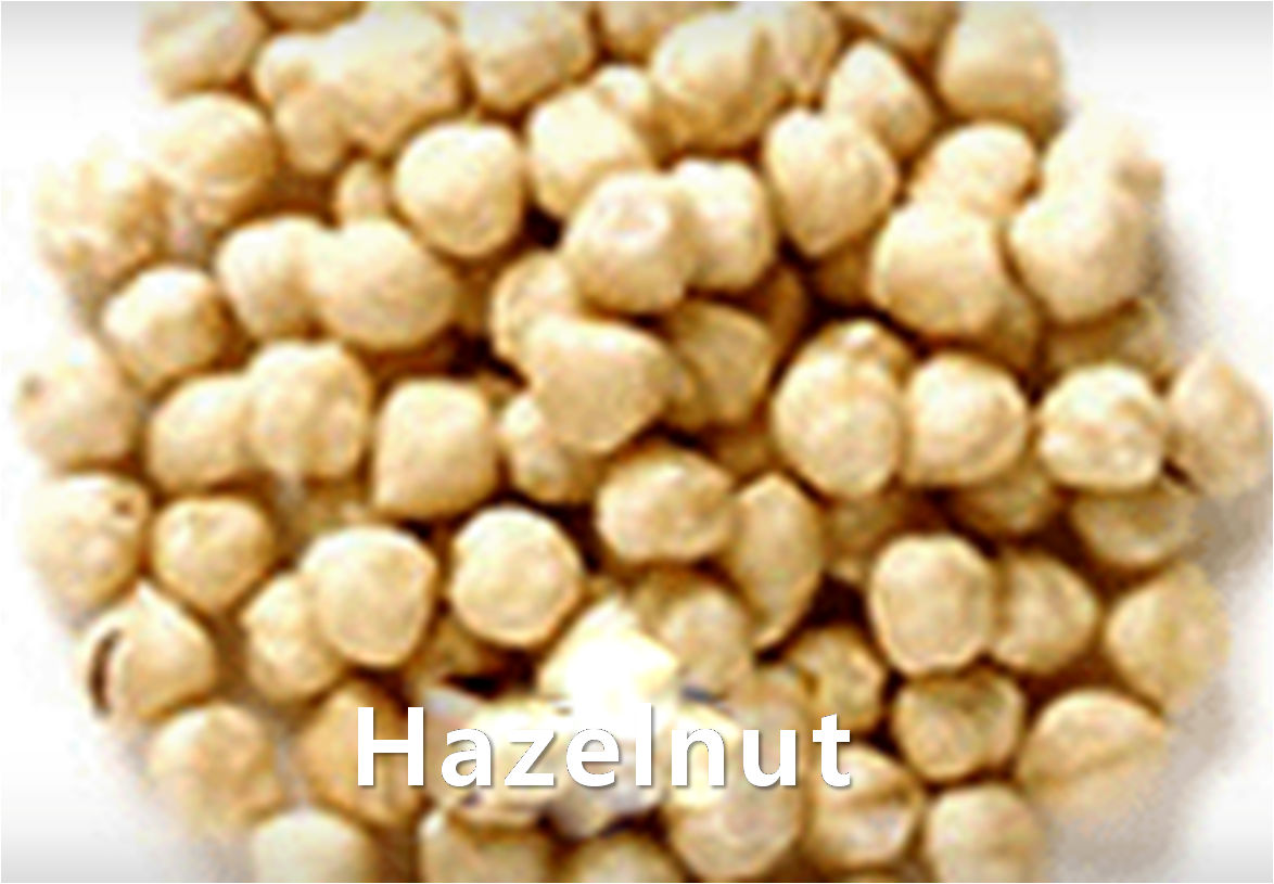 NUTS,HazelNut,import by Hainong. co.,Ltd. http://www.hainong.com