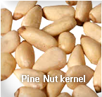 NUTS,PineNutKernel,import by Hainong. co.,Ltd. http://www.hainong.com