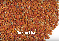 Grain,RedMillet,import by Hainong. co.,Ltd. http://www.hainong.com