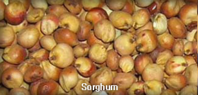 Grain,Sorghum,import by Hainong. co.,Ltd. http://www.hainong.com