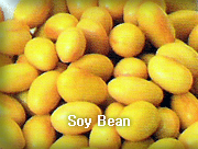 BEAN,SoyBean,import by Hainong. co.,Ltd. http://www.hainong.com