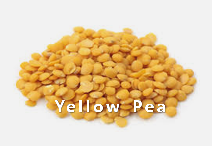 PEA,Yellowpea,import by Hainong. co.,Ltd. http://www.hainong.com